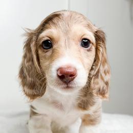 Colada - Dapple male Dachshund puppy in Redding, California from Jean & Mae Doxies