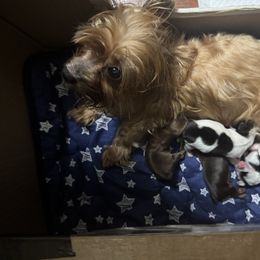 Yorkshire Terrier puppies from Cuddly Cutts Pets