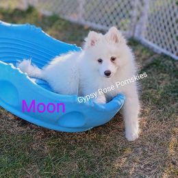 Moonbeam - Pomsky puppy from Gypsy Rose Pomskies