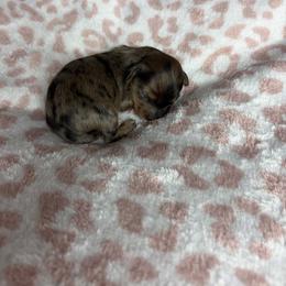 Brooke - Dapple female Dachshund puppy in Lake City, Florida from My Ditzy Doxies of Florida