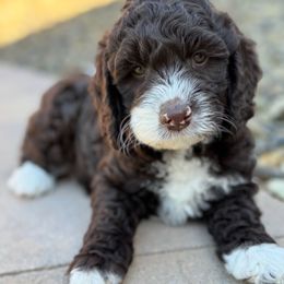 Brownie - Chocolate female Goldendoodle puppy in Twin Falls, Idaho from Magic Valley Family Doodles