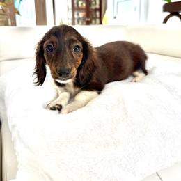 Girl number one - Brindle female Dachshund puppy in Spokane, Washington from Dearhaven Doxie