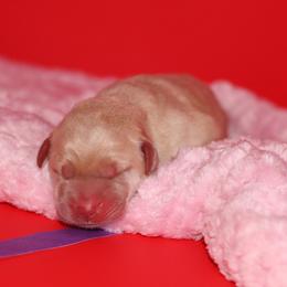 Cotton - Yellow female Labrador Retriever puppy in Morrilton, Arkansas from Ancient Dogges Performance Dogs