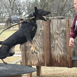 German Shepherd All Grown Up from Vom Eisengeist German Shepherds