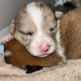 American Corgi Puppies from Montgomery Corgis