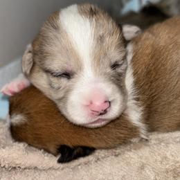 American Corgi Puppies from Montgomery Corgis