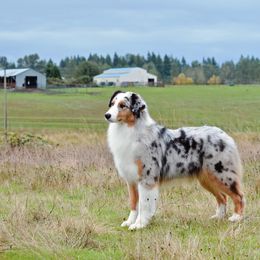 Australian Shepherds from Drayton Australian Shepherds