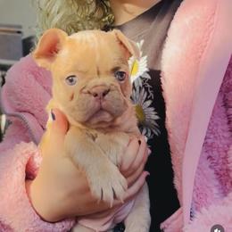 French Bulldog Puppies from Matra French Bulldogs