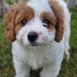 Cavapoo Puppies from Carolina Springs Breeding