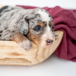 Agnes - Merle female Bernedoodle puppy in Lititz, Pennsylvania from Sleepy Hollow Acres