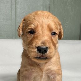 Archie - Apricot male Goldendoodle puppy in Osage City, Kansas from Golden Ridge Goldens