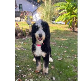 Binks - Bernedoodle