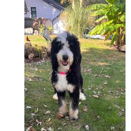 Binks - Bernedoodle
