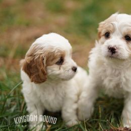 Assorted Doodle Crosses, Bichon Frise, Cavapoo, Goldendoodle, Labradoodle, and Schnoodle Puppies from Kingdom Bound By Design