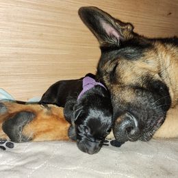 German Shepherd Puppies from Shepherds of the Hundred Acres