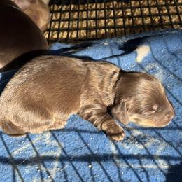 AKC Chocolate female - Chocolate and tan female Dachshund puppy in Glen St Mary, Florida from Little Pawz, LLC