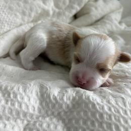 Boy Parti - White and tan male Morkie puppy in Alpharetta, Georgia from Morkies of Milton