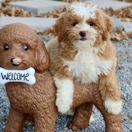 Henna - Yellow and white female Bernedoodle puppy in Muskogee, Oklahoma from Lawler’s Legacy Litters