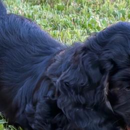 Cocker Spaniels from Blackberry Farm Cockers