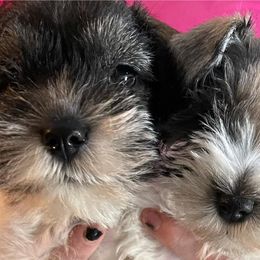 Miniature Schnauzers from Schnauzers at Big Creek Farms