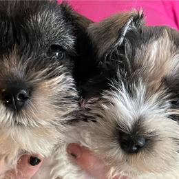 Miniature Schnauzers from Schnauzers at Big Creek Farms