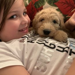 Goldendoodle Puppies from Cooley Doodles