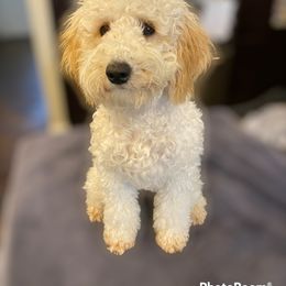 Poodle Puppies from Poodles of Tampa Bay