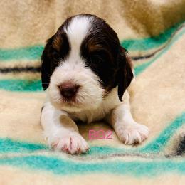 BG2 - Liver white and tan female English Springer Spaniel puppy in Britton, South Dakota from K&S Canines