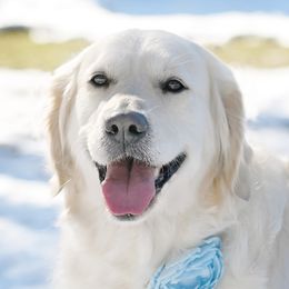 Leia - Golden Retriever