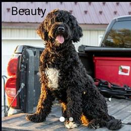 Beauty - Portuguese Water Dog