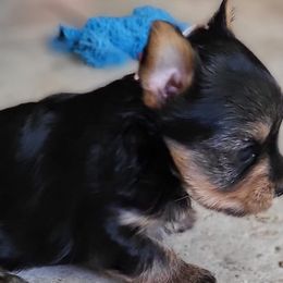 Yorkshire Terriers from Christensen Yorkies