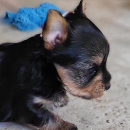 Yorkshire Terriers from Christensen Yorkies