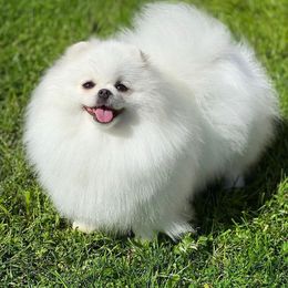 Caroline - Pomeranian