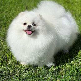 Caroline - Pomeranian