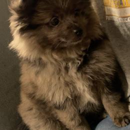 Choco - Brindle female Pomeranian puppy in Santa Ana, California from Legacy Pomeranian of Orange County