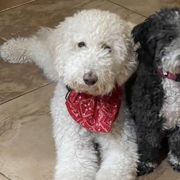 Bernedoodles and Goldendoodles from Peanut Butter Doodles