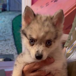 Dexter - Merle male Pomsky puppy in Spring Hill, Florida from PDQ Pomskies