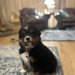 Gambit - Toy Australian Shepherd