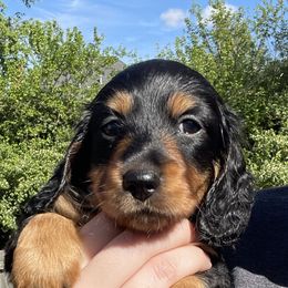 Dachshund Puppies from PriMar Miniature Longhaired Dachshunds