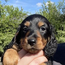 Dachshund Puppies from PriMar Miniature Longhaired Dachshunds