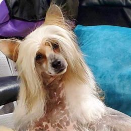 Sage - Chinese Crested