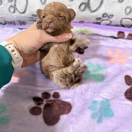 Olive - Cream female Cockapoo puppy in Clarks Summit, Pennsylvania from M&M Cockapoos