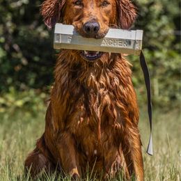 Pickles - Golden Retriever