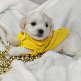 Pooh (yellow collar)-OFA and CHIC parents - White male Coton de Tulear puppy in Westfield, North Carolina from Legacy Pets