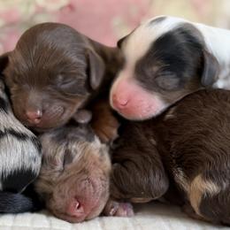Cavapoo puppies from By Design Doodles
