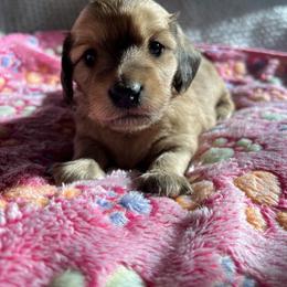 Dachshund Puppies from Signatures Mini Dachshunds