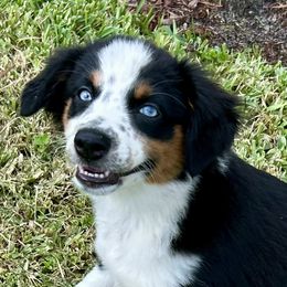 Skye - Black tri female Miniature Australian Shepherd puppy in Port Saint Lucie, Florida from Charlene Brannon's Mini Australian Shepherds