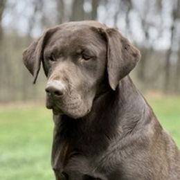 Denver - Labrador Retriever