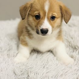 Pembroke Welsh Corgi Puppies from West Coast Corgi