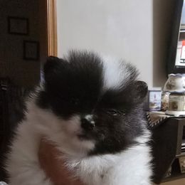 Girl 1 - Tri-colored female Pomeranian puppy in Meherrin, Virginia from Traveling Poms